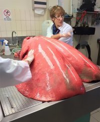 Эта лошадь не курила, но дела у неё, походу...не очень