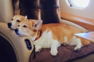 Любой каприз за ваши деньги: частная авиакомпания рассказала о самых безумных просьбах клиентов