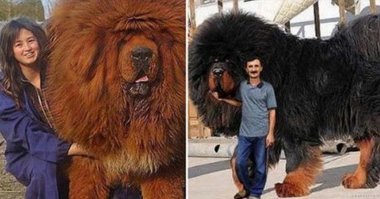 Не бойтесь, он только понюхает