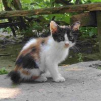 Очень колоритные уличные коты