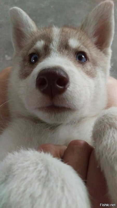 20 фотографий собак, владельцы которых задокументировали их превращение из щенков во взрослых псов