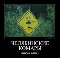 Это же наш типичный комар-сибиряк!
Его разновидность можно встретить в Челябинске