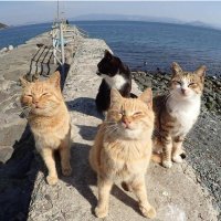 Очень колоритные уличные коты