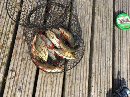 Пеликан фигня :) Вот где зверь :) Взял меня в заложники я ему скормил примерно 3 кг рыбы :)