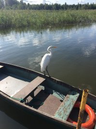 Пеликан фигня :) Вот где зверь :) Взял меня в заложники я ему скормил примерно 3 кг рыбы :)