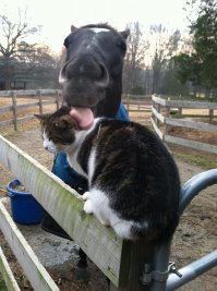 Очень колоритные уличные коты