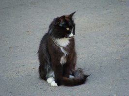 Златая цепь на дубе том: