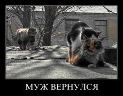 Очень колоритные уличные коты