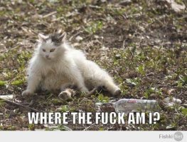 Очень колоритные уличные коты