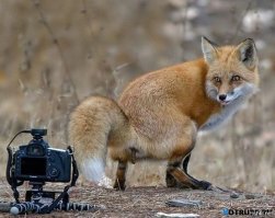 Фотограф и лис поменялись местами перед объективом
