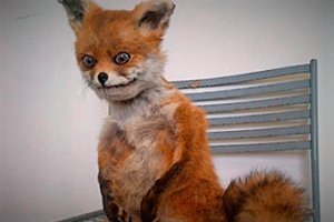 Фотограф и лис поменялись местами перед объективом