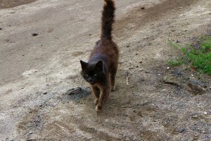 Кот-бегемот (похудевший в провинции) - Держите меня трое!