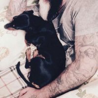 20 фотографий собак, владельцы которых задокументировали их превращение из щенков во взрослых псов