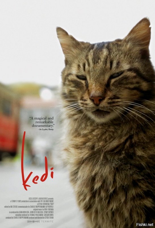 Есть документальный фильм 2016 года - "Kedi" (Город кошек). Мне очень понравился.

Фильм отражает Стамбул через призму жизни его повсеместных обитателей - уличных кошек. Фильм с красивыми пейзажами старых районов Стамбула, нестандартными съемками кошек; показывающий будни турецких ремесленников, рыбаков, работников кафе и других людей, которые заботятся о кошках.