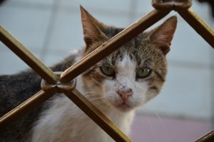 Краснодарский край, Горячий ключ.