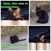 Очень колоритные уличные коты