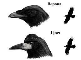 Грач? может ворон?