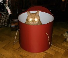 я все вижу