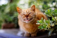 Котэ тоже доволен.