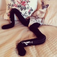 Да не, вот этот котан куда более знойный:)