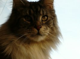 ладно, спорить не буду, скажу лишь одно: У меня кот, Мейн Кун, так вот этот гад мясо первое время не жрал вообще ни какое ни сырое ни вареное, ни свинину ни говядину, сметану и сыр вообще игнорировал. Ел исключительно корма, спустя 3 года лишь слегка начал есть куриные грудки сырые, но при этом он просто тащится от всякой гадости типа Майонеза, специй всяких и жаренного, он готов сожрать все что угодно, лишь бы было заправлено майонезом! :) так что у животных тоже свои предпочтения