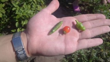 10 полезных инструментов, без которых не обойтись дачникам этой осенью