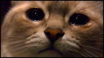 Веселые картинки