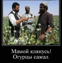 Веселые картинки