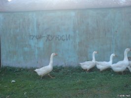 20 по-настоящему забавных примеров вандальных надписей