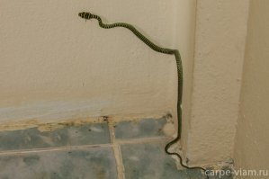 вот так и оказалась