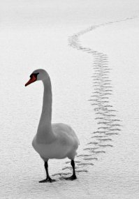 Красота спасет мир или самые красивые птицы мира