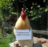 Вот он в будущем.:)