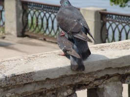 Голубям разрешили публичный секс...