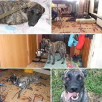 из серии было-стало. Не верят некоторые по фотке последней, что это одна собака