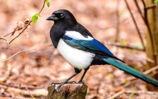 Ну не знаю, мне вот сороки нравятся очень и черный ворон