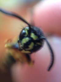 Имхо проще каплю воды пальцем повесить на линзу телефона, развлекался с 4м огрызком когда-то так. Единственное фоткать лучше со штатива т.к. капля дергается вместе с руками и изображение плывет, хотя современные смарты наверняка успеют сфокусироваться