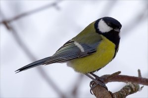 Красота спасет мир или самые красивые птицы мира