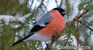 Красота спасет мир или самые красивые птицы мира