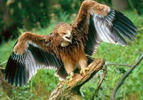 Красота спасет мир или самые красивые птицы мира