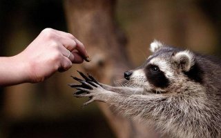 "Большой енот" в Лиссабоне