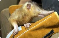 18 по-настоящему редких зверушек, о которых вы наверняка даже не слышали