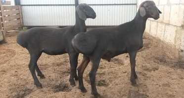 из стада сбежала