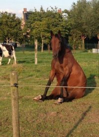 Фотографиии животных, поведение которых вызывает смех и много вопросов