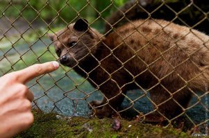 Виверра. Производитель элитного кофе сорта Kopi Luwak.