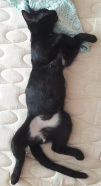 Домашние животные до и после того, как они попали в заботливые руки своих хозяев