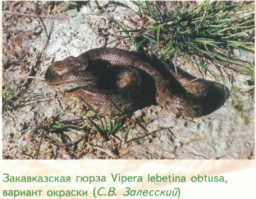 Да ну? Прямо так и не обитают?  Прежде чем делать какое то заявление, надо сначала изучить вопрос... А то ведь люди над вами смеяться будут.

Macrovipera lebetina turanica (среднеазиатская гюрза)   населяет юг Казахстана, Узбекистан, Туркмению, Западный Таджикистан, Пакистан, Афганистан и Северо-Западную Индию;

Macrovipera lebetina obtusa (закавказская гюрза)   обитает в Закавказье, Дагестане, Турции, Ираке, Иране и Сирии;