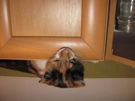 Жена сняла с дерева мелкую пушистую хххадюку. А теперь вот что из неё выросло. :)