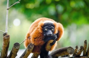 10 интересных фактов о Мадагаскаре