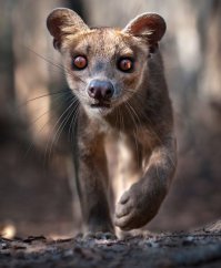 ох и лентяюга - автор поста.....