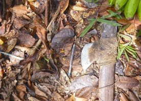 КТО ЕЩЕ ТУТ СЧИТАЕТ, ЧТО ЛЕЗВИЕ ТОПОРА ИЗ КАМНЯ ???????
И ЧТО ЭТО ЗА КАМЕНЬ С ХАРАКТЕРНЫМ ОТБЛЕСКОМ СТАЛИ ?